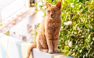 Картинка Серьезный рыжий кот сидит на перилах