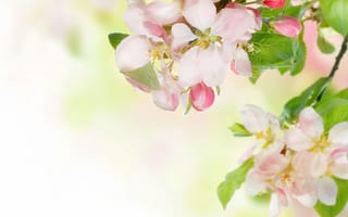 Картинка Розовые цветы яблони на ветках с зелеными листьями