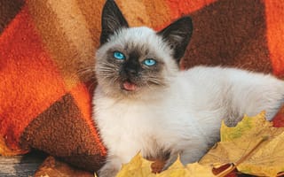Картинка Маленький голубоглазый сиамский котенок лежит на одеяле