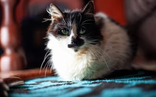 Картинка Красивая расцветка трехцветной кошки