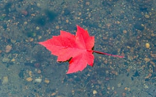 Картинка Красный осенний лист в воде