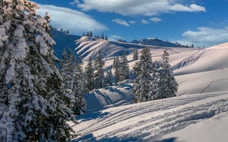 Картинка Красивые заснеженные ели на склоне горы в лучах зимнего солнца