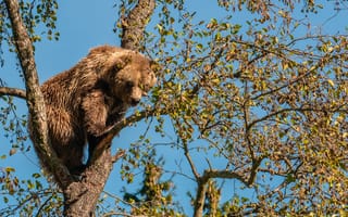 Картинка Большой бурый медведь сидит на ветке дерева