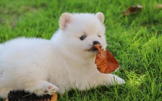 Картинка Маленький белый щенок шпица на зеленой траве с листом