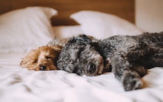 Картинка Две собаки спят на кровати