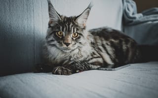 Картинка Большой серый кот породы мейн кун на диване