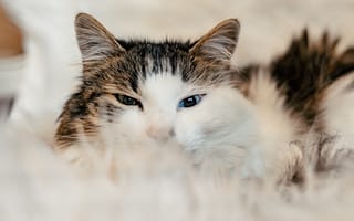 Картинка Кот с разными глазами на диване