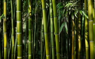 Картинка Зеленые стебли бамбука крупным планом