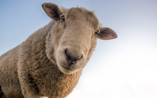 Картинка Большая любопытная овца смотрит в камеру