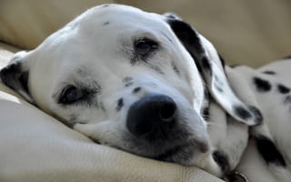 Картинка Пятнистый далматин спит на кровати