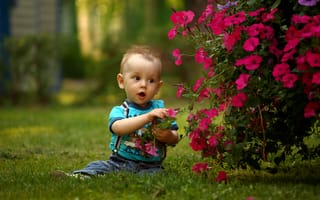 Картинка Маленький мальчик сидит возле красных цветов петунии