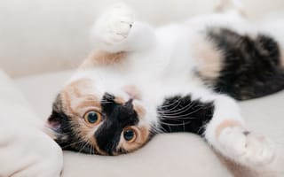 Картинка Трехцветная кошка нежится на кровати