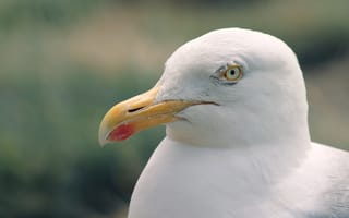 Картинка Голова белой чайки с острым клювом