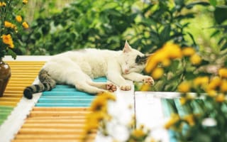 Картинка кошки, кошка, кошачьи, домашние, животные, крыша, сон, сонный