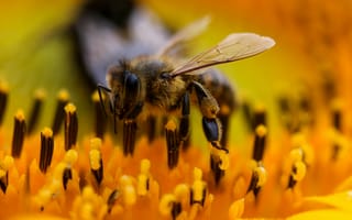 Картинка насекомые, насекомое, природа, пчела, цветок, цветущий, макро, крупный план