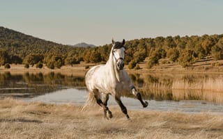 Картинка лошади, конь, животные, белый, бег