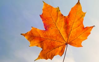 Картинка кленовый лист, лист, клен, растение, осень, осенние, время года, сезоны, сезонные, оранжевый, небо