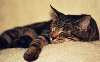 Картинка кот, кошки, кошка, кошачьи, домашние, животные, сон, сонный, полосатый