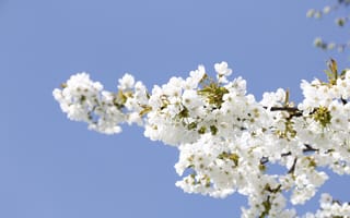Картинка вишня, цветущий, сакура, цветок, цветение, весна, весенние, время года, сезоны, сезонные, природа, ветка