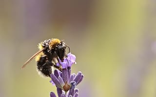 Картинка пчела, насекомое, насекомые, природа, цветок, цветущий, макро, крупный план, лаванда, пыльца