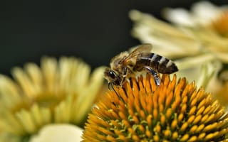 Картинка пчела, насекомое, насекомые, природа, цветок, цветущий, макро, крупный план