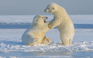 Картинка белый медведь, белый, животные, животное, природа, зима, снег