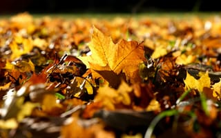 Картинка лист, листья, листва, осень, осенние, время года, сезоны, сезонные, клен, оранжевый, желтый