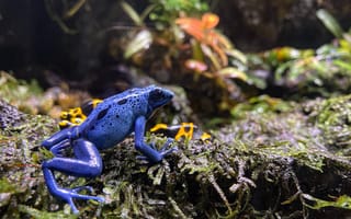 Картинка лягушка, жаба, земноводные, животные, синий, мох