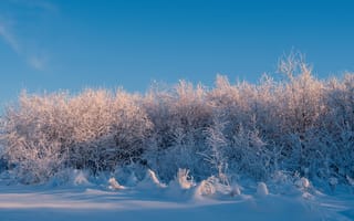 Картинка зима, зимние, время года, сезоны, сезонные, лес, деревья, дерево, природа, снег, иней, изморозь, белый