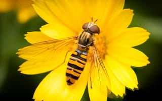 Картинка оса, насекомое, насекомые, природа, цветок, цветущий, макро, крупный план, желтый