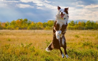 Картинка Австралийская овчарка в прыжке