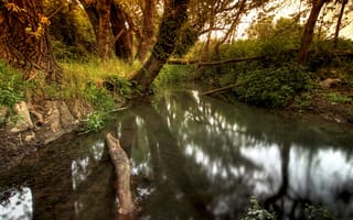 Картинка Тихий весенний ручей в лесу