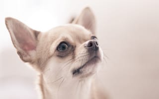 Картинка Собака Чихуахуа