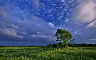 Картинка облака, природа, дерево, поле