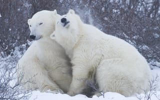 Картинка Белые медведи на снегу