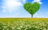 Обои: spring, сердце, луг, meadow, heart, весна, поле, дерево, sunshine, tree, tree, field, love, ромашки