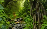 Обои: джунгли, ручей, Jungle, мох, зелень, камни, тропики, деревья, листва, лес, тропинка, Таиланд, кусты
