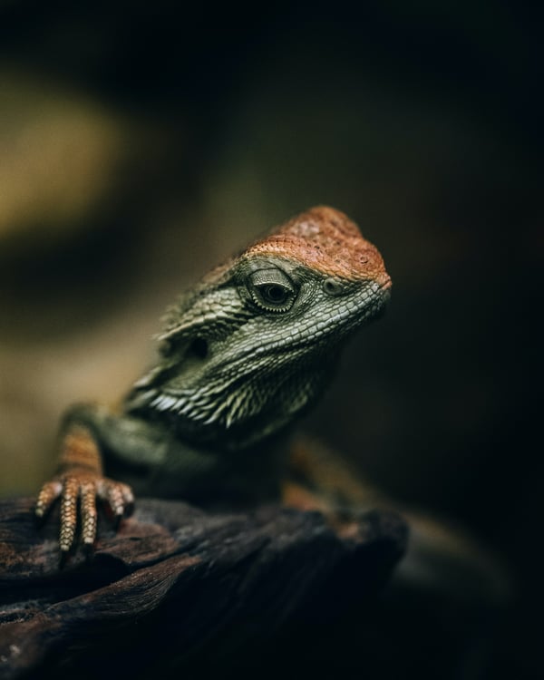 Обои