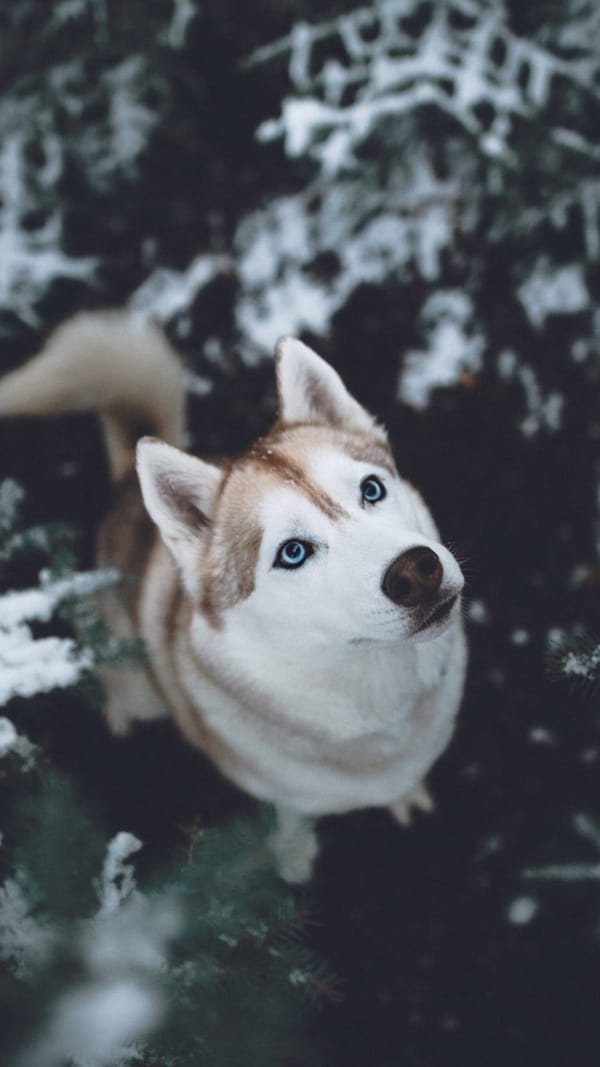 Обои