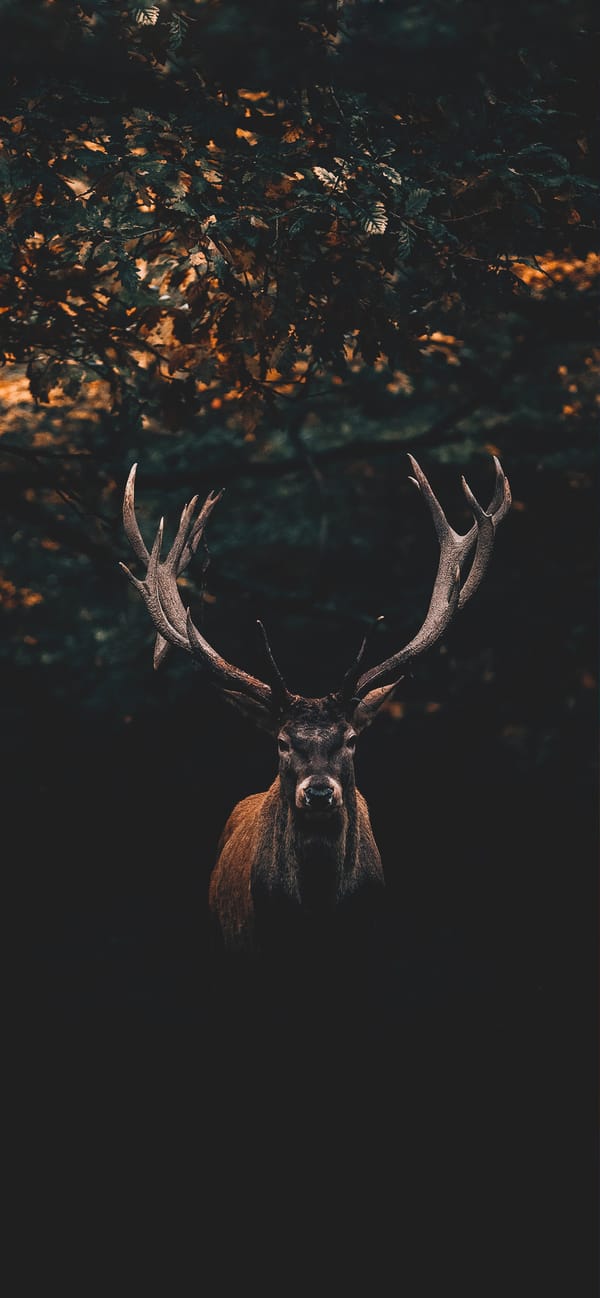 Обои