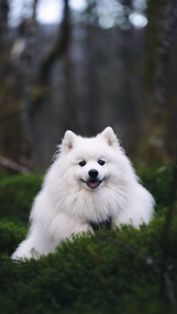 Обои