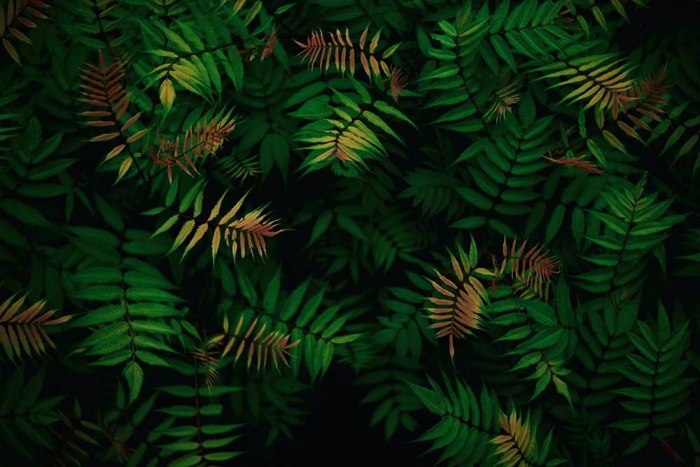 Обои