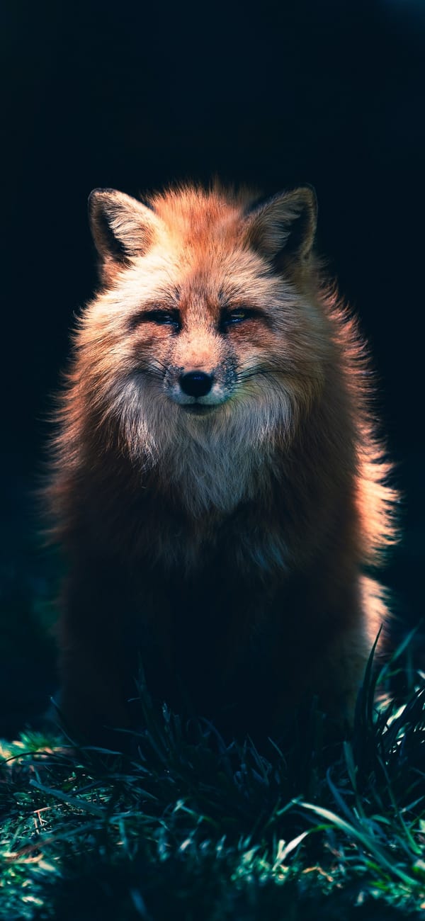 Обои