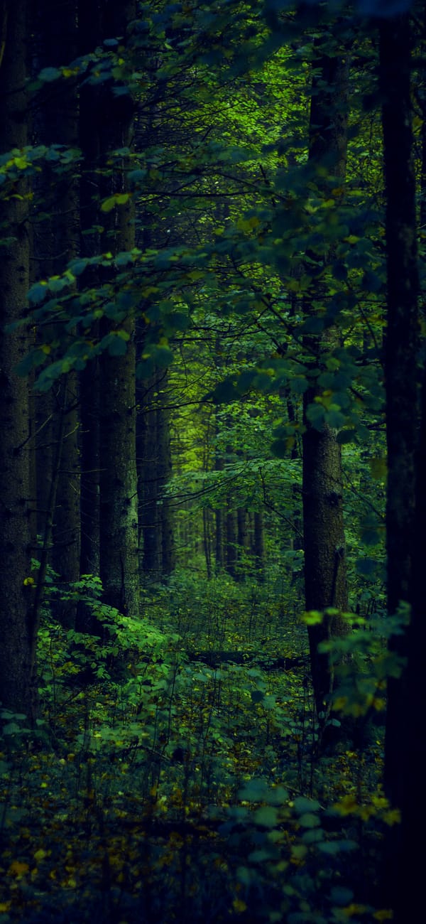 Обои