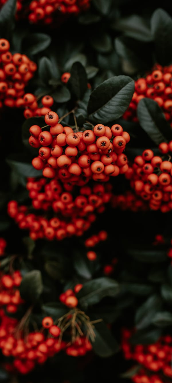 Обои