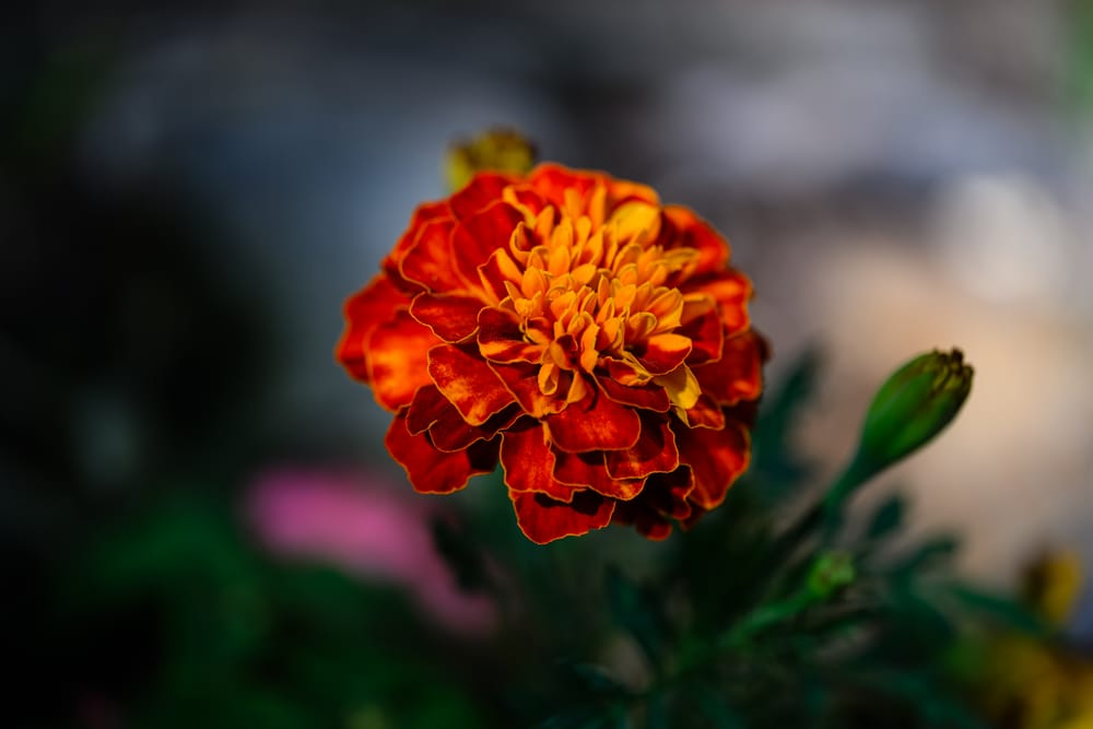 Обои