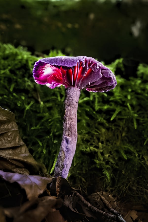 Обои