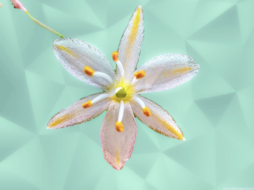 Обои