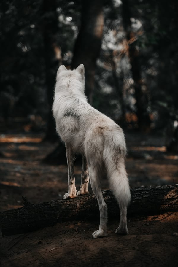 Обои