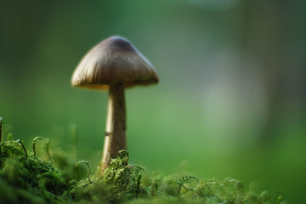 Обои
